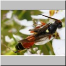 Ctenichneumon panzeri - Schlupfwespe m05a 12mm - OS-Hellern Wiese det06.jpg